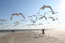 Running on a beach, with birds